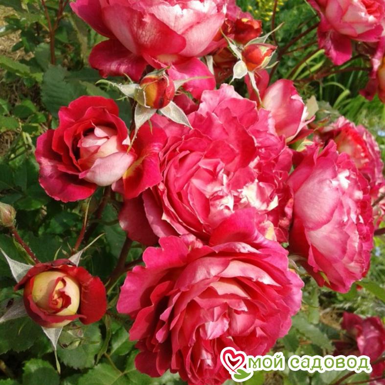 Роза Доктор Массад