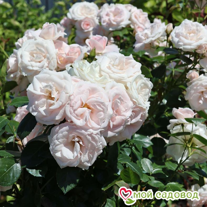 Роза Аспирин