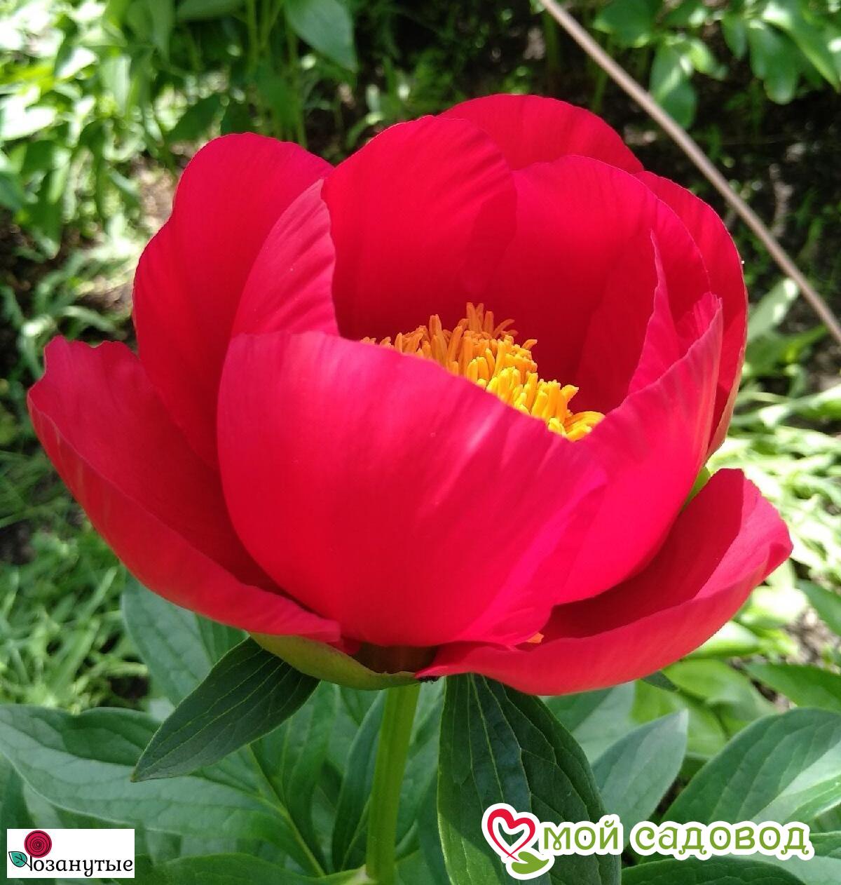 Пион Патио Москва