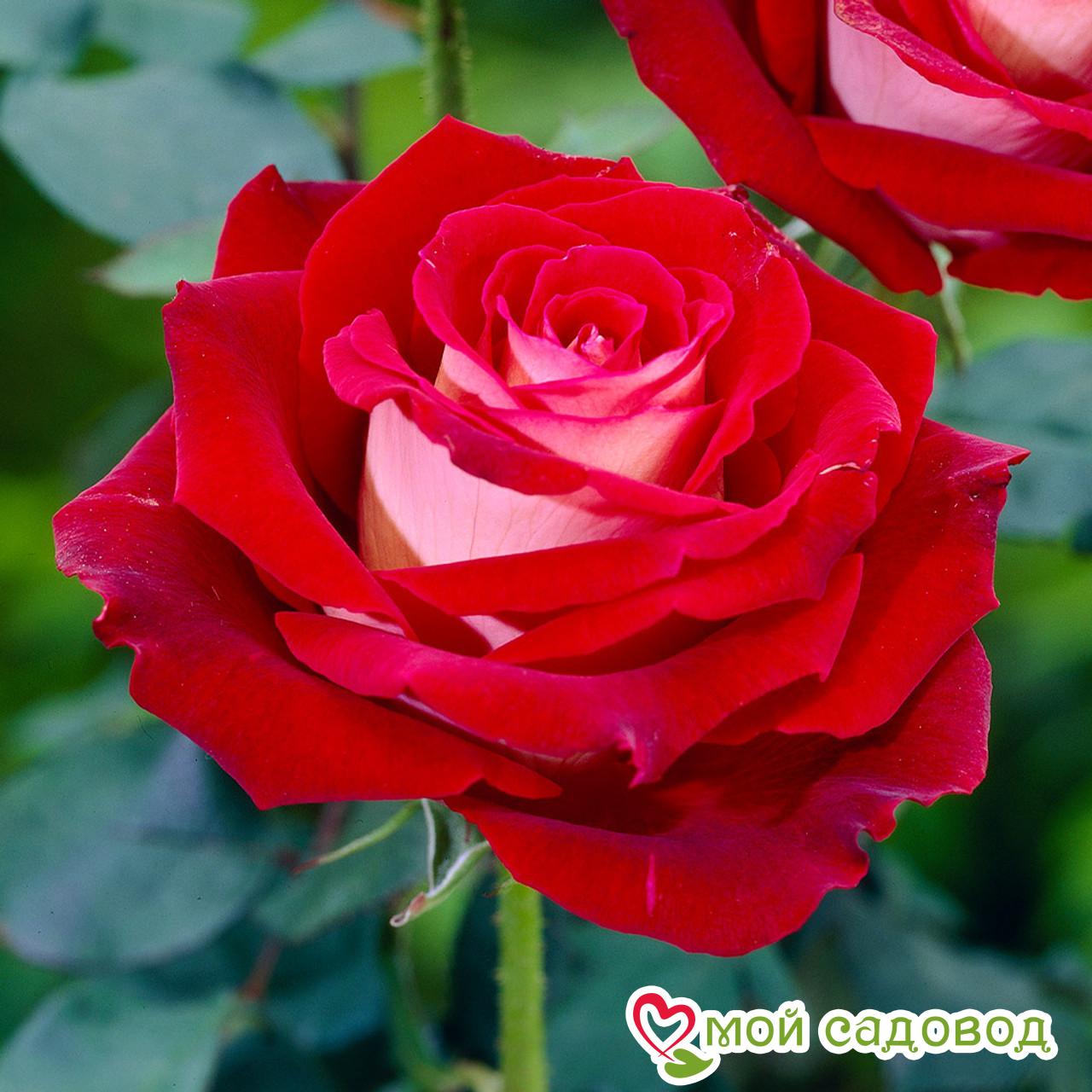 Роза чайно-гибридная Николь