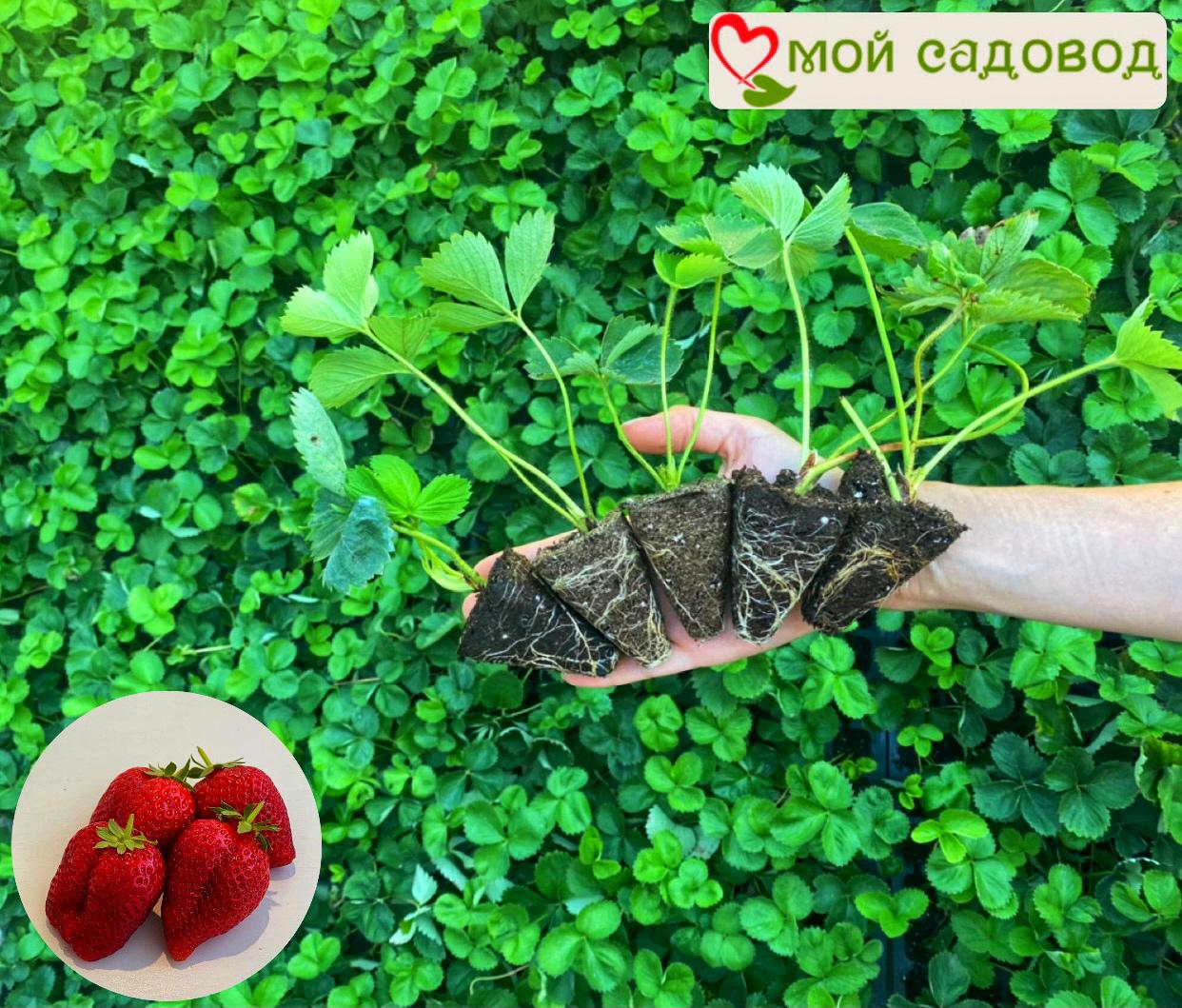 Клубника Сопрано ремонтантная