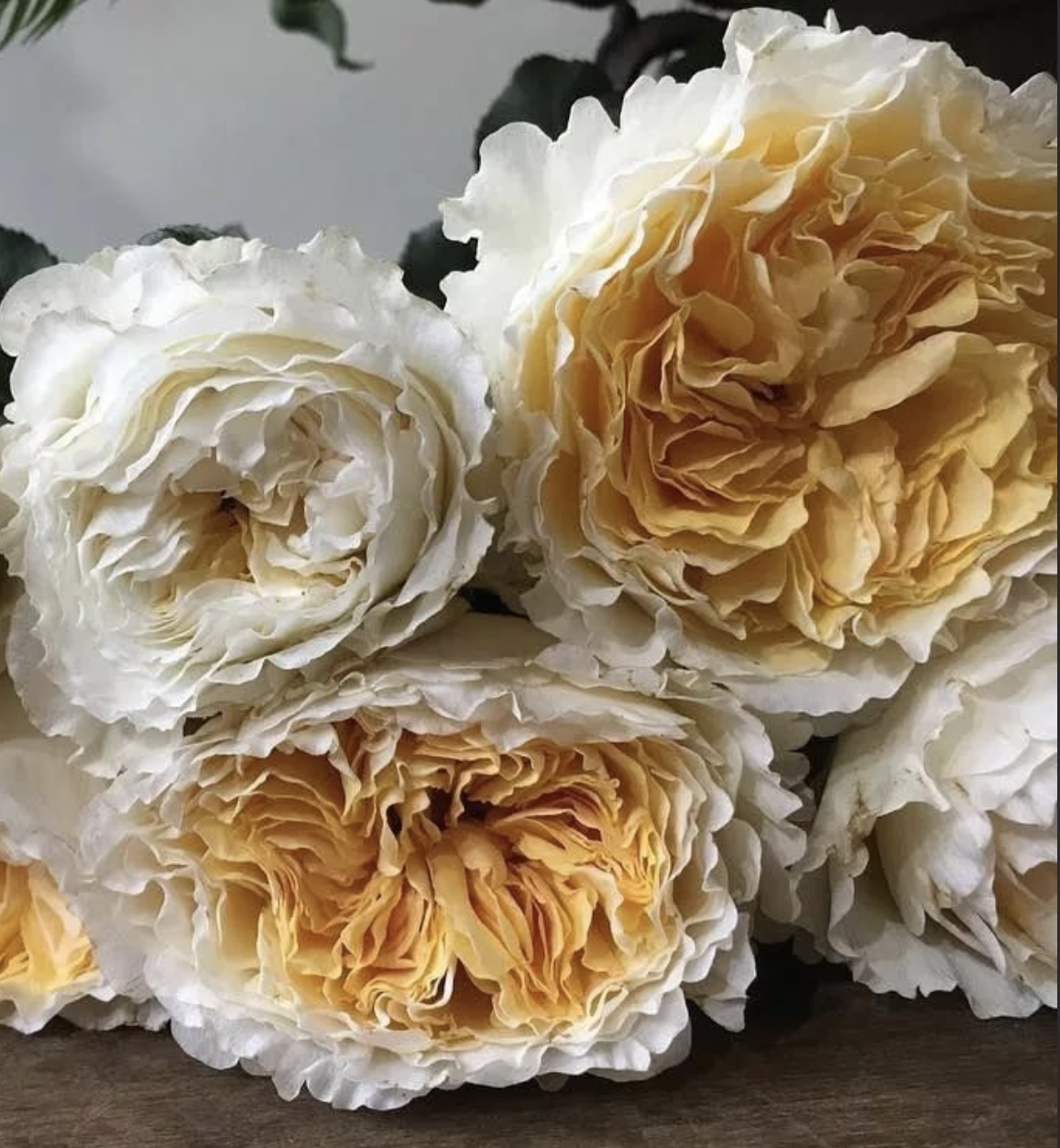 Роза Беатрис