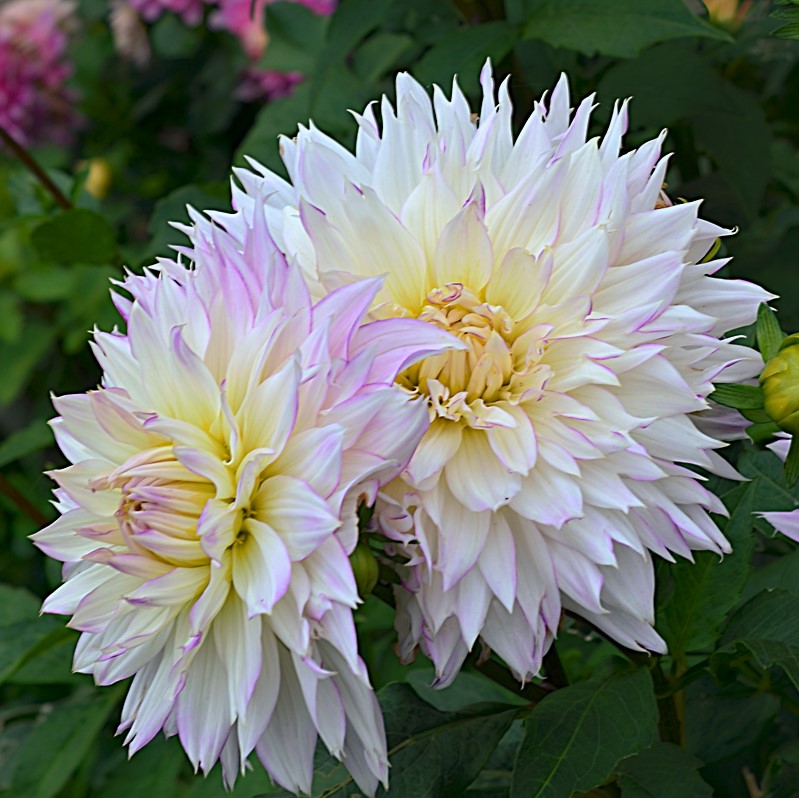 Георгина декоративная КРЕЙЗИ ЛАВ (DOWNHAM ROYAL)