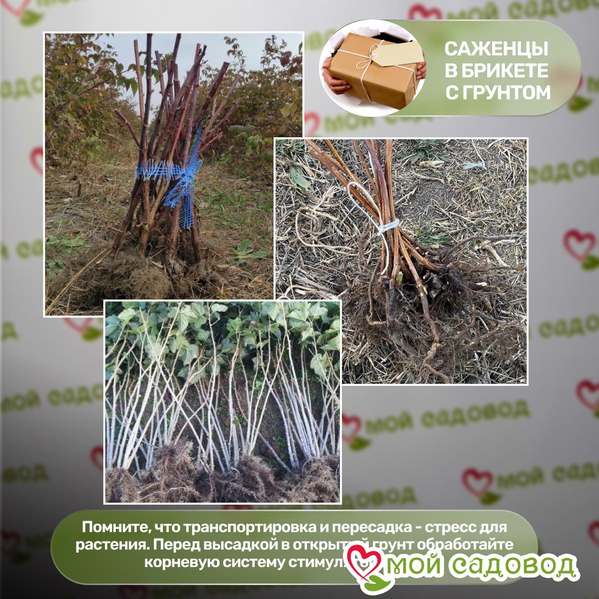 Малино-Клубничное дерево